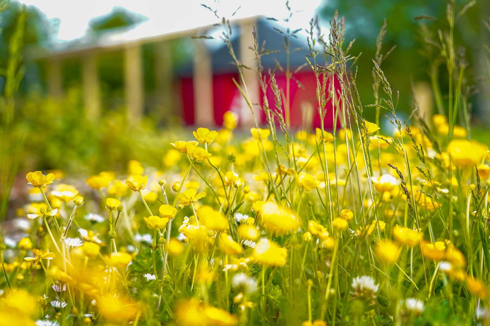 close up of buttercups with a yurt in the background